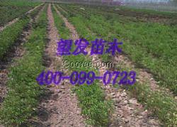 山東芍藥批發(fā) 芍藥供應(yīng)商