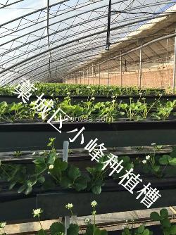 蔬菜立体种植槽生产厂家