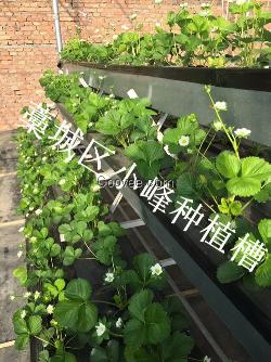 生态环保现代农业大棚无土栽培种植槽生产