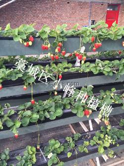 大棚草莓種植槽生產