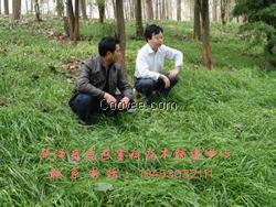 山东牧草种子价格  牧草种子价格