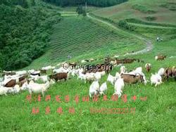 养鹅适合的牧草种子  养鹅牧草种子价格