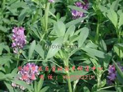 养羊草种子批发  养羊用的牧草种子在
