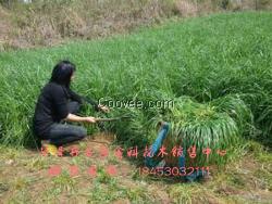 黑麦草种子批发 牧草批发