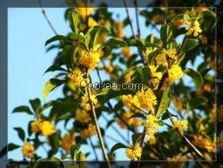 平頂山桂花苗、萬桂桂花、1米桂花苗價格