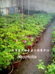 山東木瓜樹價格   木瓜樹供應(yīng)