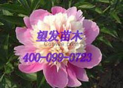 山東觀賞芍藥種植基地 觀賞芍藥采購價格
