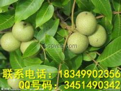 重慶核桃苗價(jià)格，重慶核桃苗種植技術(shù)
