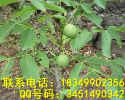 重慶核桃苗產(chǎn)量，重慶核桃苗供應，核桃苗