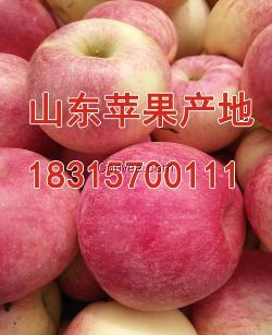 山東美國八號蘋果
