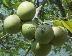 云南核桃苗產(chǎn)量，云南核桃苗供應