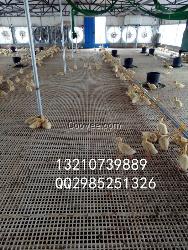 厂家批发鸡鸭鹅用漏粪网漏粪板家禽用塑料网