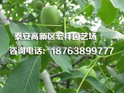 核桃苗批發(fā)