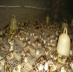 供應(yīng)南昌野雞苗貴妃雞苗