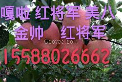 蘋果降價【大量供應早熟嘎啦 美八】