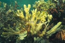 小分子褐藻糖胶|馥阔（上海）生物科技