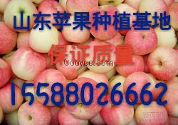 山東嘎啦美八蘋果產地低價供應