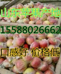 山東【嘎啦】【美八】產(chǎn)地新供應(yīng)價格