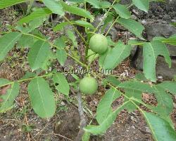 核桃苗種植技術(shù)，云南核桃苗嫁接，云南核桃