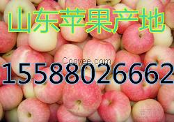 山東蘋果產地新供應價格
