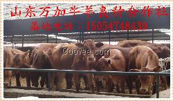 肉牛養殖場、肉牛價格、波爾山羊養殖、山羊