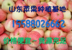 嘎啦；美八；黃金梨產地低價供應.質量