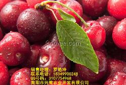 云南櫻桃苗批發，云南櫻桃苗管理