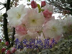 5公分櫻花樹(shù)價(jià)格