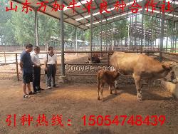 肉牛养殖 肉羊养殖 肉牛 肉羊