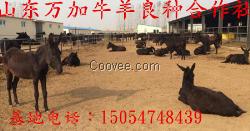 養(yǎng)牛 肉牛養(yǎng)羊養(yǎng)牛技術養(yǎng)肉牛養(yǎng)牛基地