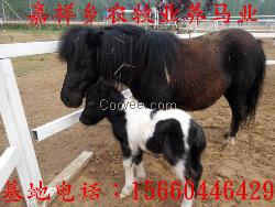 牛羊驢品種，肉牛養(yǎng)殖場，肉牛養(yǎng)殖萬加牧業(yè)