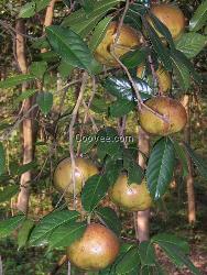 供应油茶苗 北流大果红花油茶苗 软枝油茶