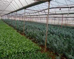 甘蓝遮阳网_防虫鸟遮阳网厂家供应_金耀捷