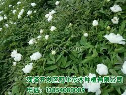 菏澤油用牡丹苗種植基地 冠華花木種植