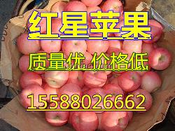 紅星；噶啦；美八產地價格便宜，質量