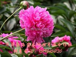 觀賞芍藥批發(fā)   菏澤油用牡丹苗價(jià)格