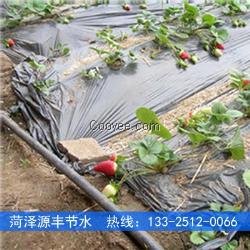 承德溫室大棚草莓滴灌水肥一體化技術(shù)