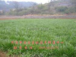 黑麥草菊苣種子價(jià)格  牧草種子批發(fā)