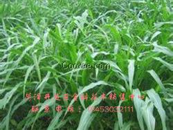 黑麦草种子批发  山东麦冬草种子价格