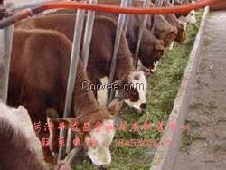 养羊草种子批发  菏泽畜牧草种子价格