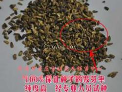 牧草种子价格   山东墨西哥玉米草种