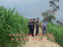 紫花苜蓿种子批发  山东菊苣草价格