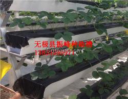 河北蔬菜种植槽价格