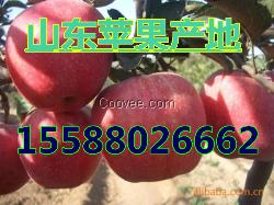 【山東紙膜袋紅星蘋果上市】產地直銷；