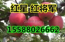 中秋佳節禮品果優選山東紅星 紅將軍 金帥