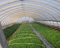 石斛遮阳网_食用菌大棚遮阳网_金耀捷